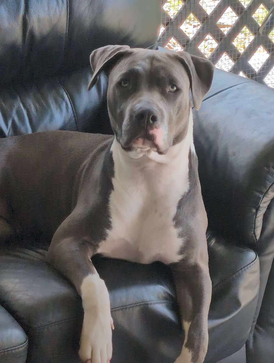 Large dog relaxing at home